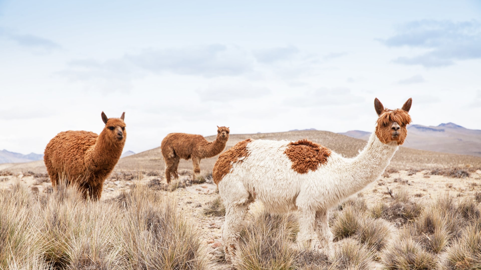 Geheimnisvolle Anden